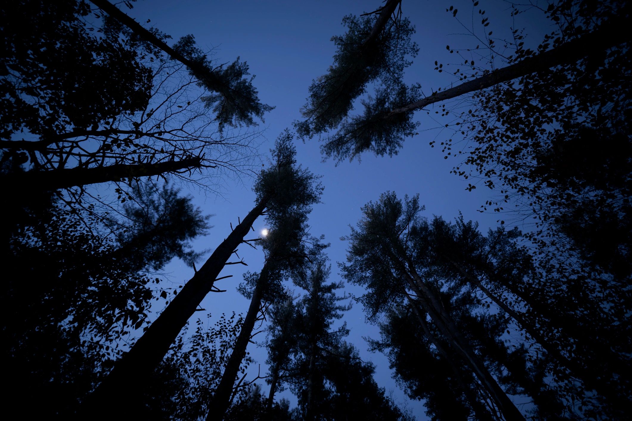 Night woods creating a creepy mood